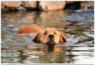 Labrador to Beagle: 5 Dog breeds in India that love playing in water RTM