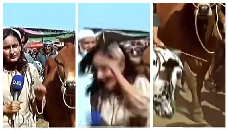 video of a Pakistani journalist being stabbed by a bull during live reporting has gone viral