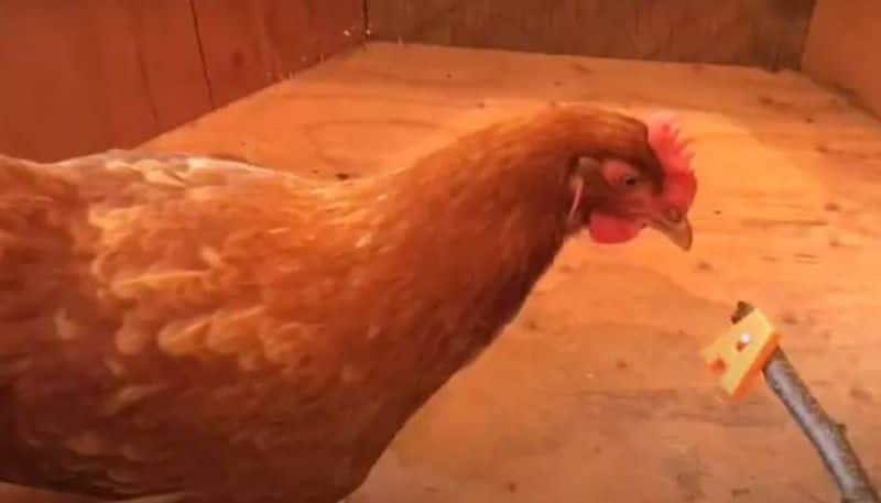 Lacey smartest chicken set Guinness world record for identify  numbers letters and colors 