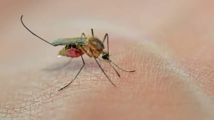 What is Japanese Encephalitis? Delhi reports first isolated case; all you need to know