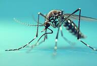 zika virus spreads in pune know pregnant woman risks microcephaly and prevention xbw