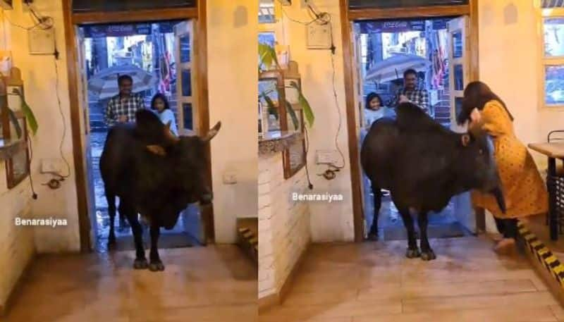 heavy rain bull seek shelter in cafe