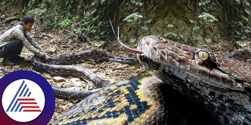 Python swallow woman who goes out to purchase medicine at indonesia ckm