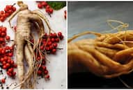 Anti-aging to stress reduction: Top 5 magical benefits of ashwagandha RTM