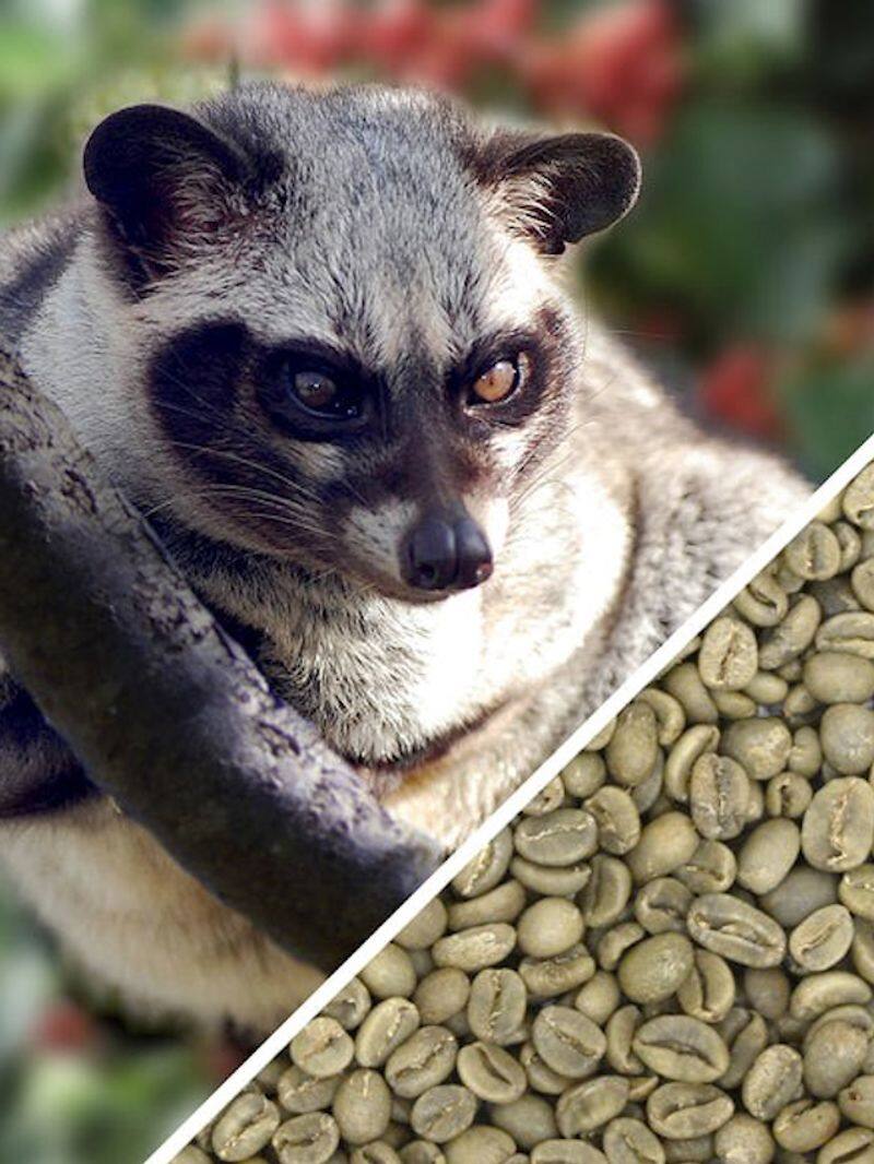 Worlds most expensive coffee Kopi Luwak is made from Civet cat poop vkp