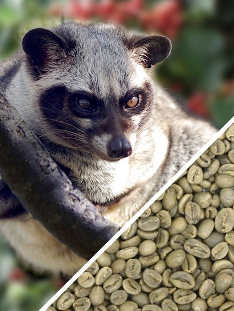 World s most expensive coffee Kopi Luwak, which is made from cat poop Rya