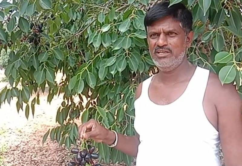 Kolar Farmer Venugopal Earning In Lakhs By Jamun Fruit Farming gvd