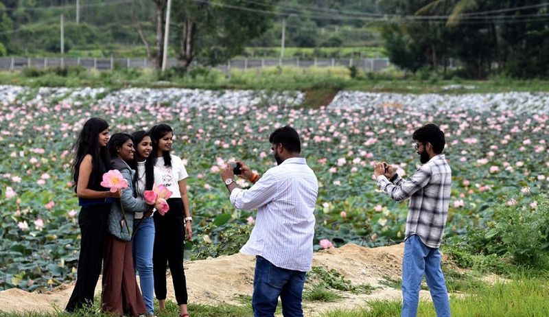 Thousands of lotus flowers bloomed in Muttavara Tavarekere Youngsters snapped selfies gvd