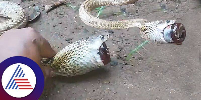 Man rescue struggling cobra after it swallow medicine syrup bottle  video viral ckm 