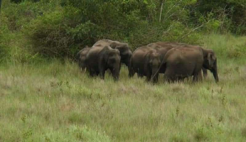 Shifting elephant camp from K Gudi to Budipadaga at chamarajanagara district  and a new safari center is also contemplated rav