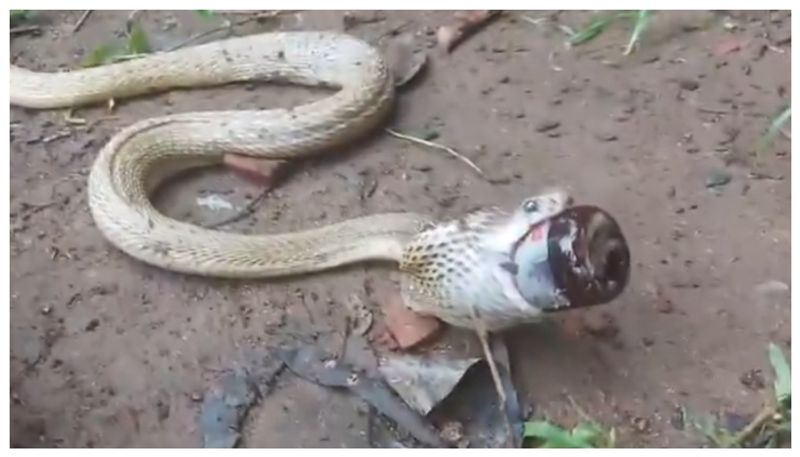 Video of cobra trying to fall into cough syrup boat goes viral 