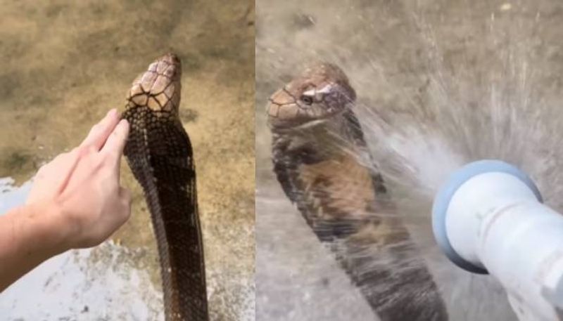 this king cobra getting bathed video went viral 