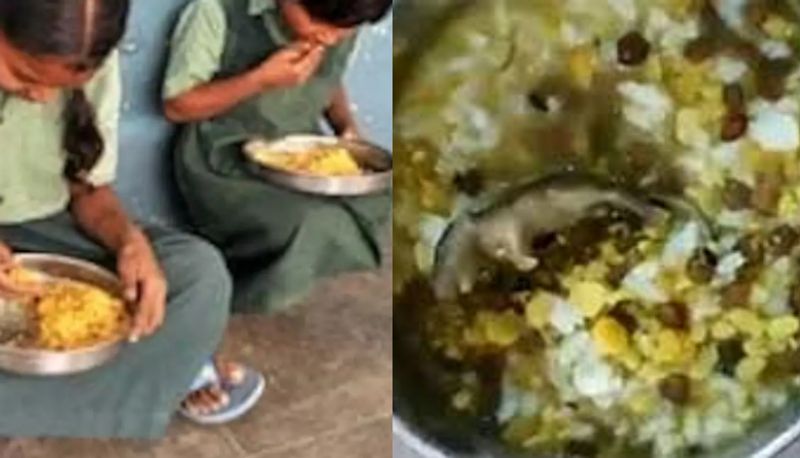 Dead Snake Found In Mid-Day Meal Packet In Maharashtra Claim Parents