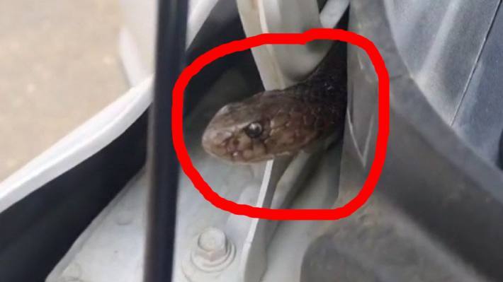 Cobra snake