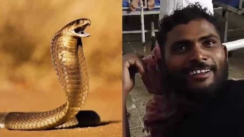 bihar Snake Bites man in return he bites back Thrice reptile dead san