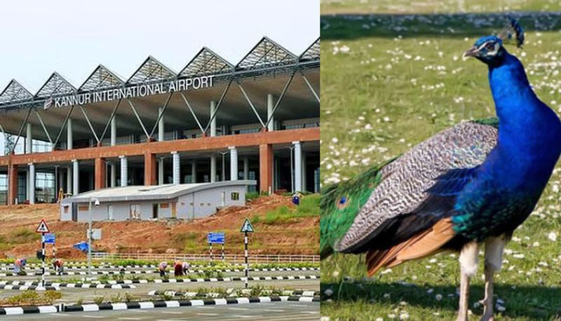 peacock captured in kannur airport move to protected area says forest minister