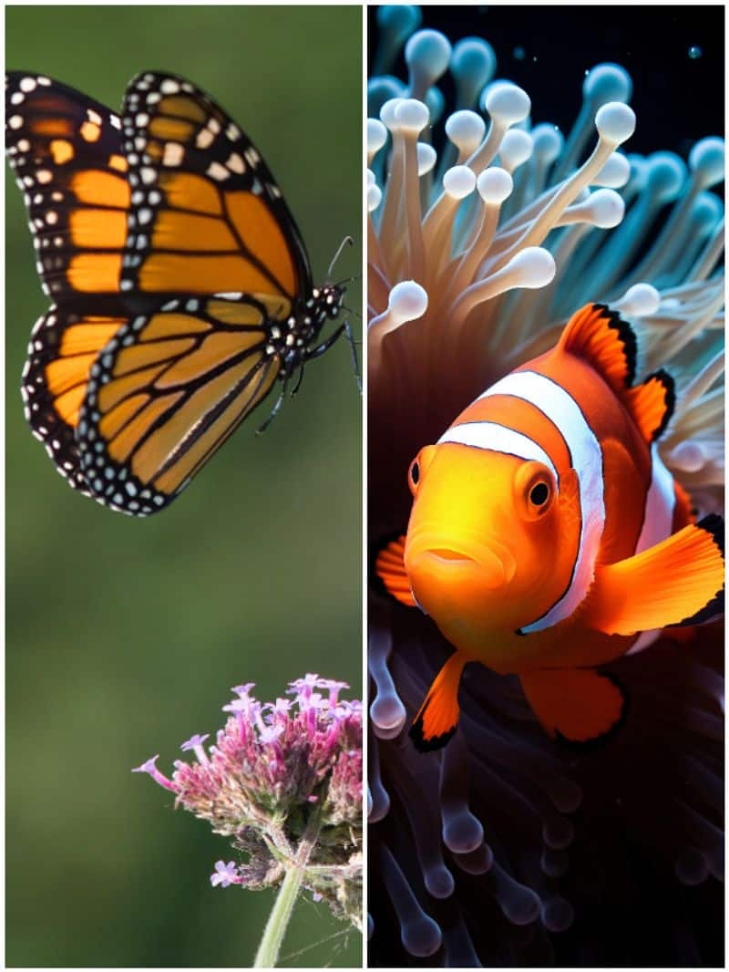 Clownfish to Butterfly: 7 Animals that can change their gender RTM