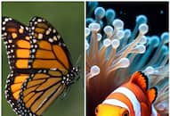 Clownfish to Butterfly: 7 Animals that can change their gender RTM