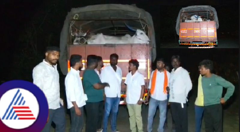 Illegal cattle transportion allegation bajrang Dal workers rescued 19 cows at raichur district rav