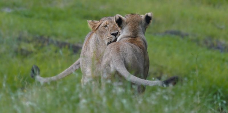 lionesses fell in an open well while hunting dies in Gujarat 