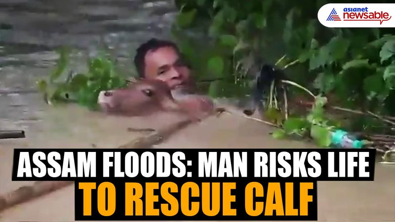 Assam floods: Man risks life to rescue calf, video goes viral (WATCH ...