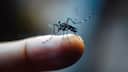 National Dengue Day 2025: 3 Budget-Friendly mosquito repellents to keep you bite-free daily