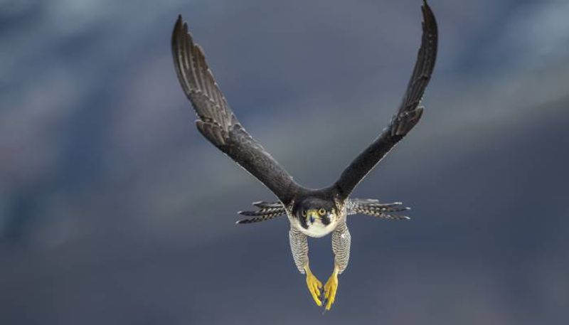 Fastest bird peregrine falcon