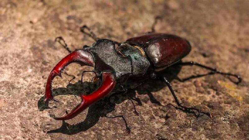 Stag beetle Weighing 2 to 3 grams this insect Price More expensive than a luxury car What makes it special here detail akb