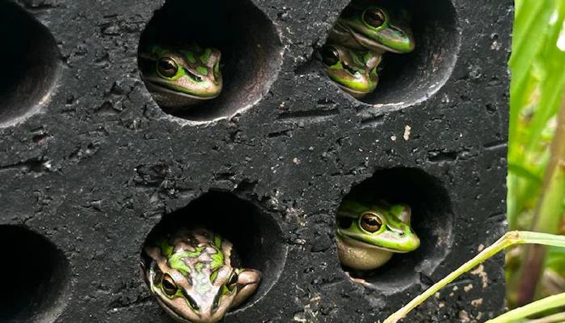 Homemade saunas for save frogs from fungus 