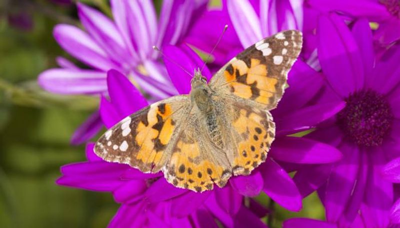 butterflies managed to fly around 4200km