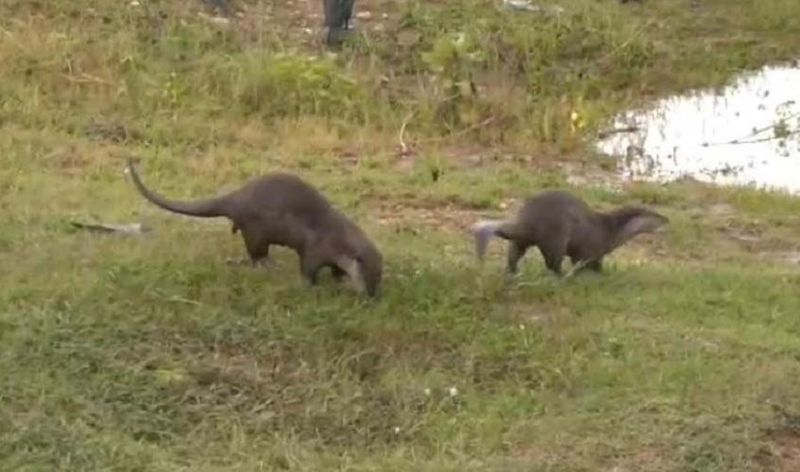 Karnataka Rare otters found playing on Tungabhadra river banks in Davangere as dam fills up vkp