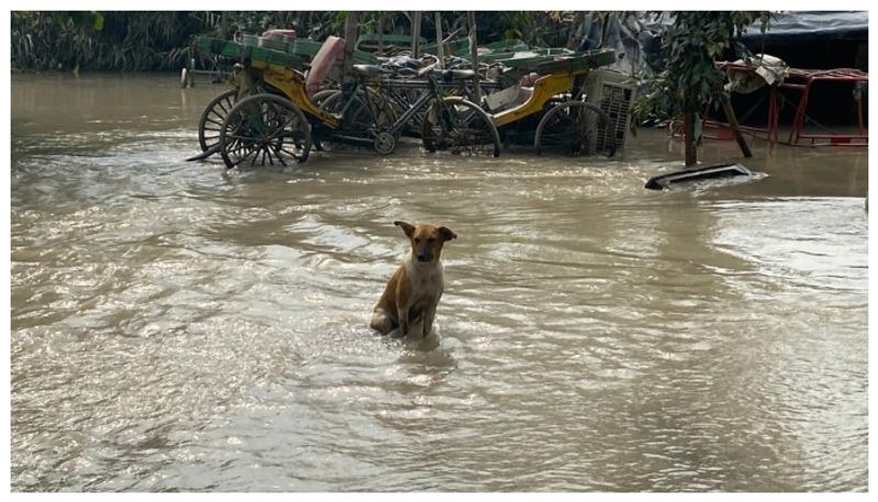 Karnataka records heavy rainfall on October 4 IMD predicts downpour in Bengaluru for 2 days vkp