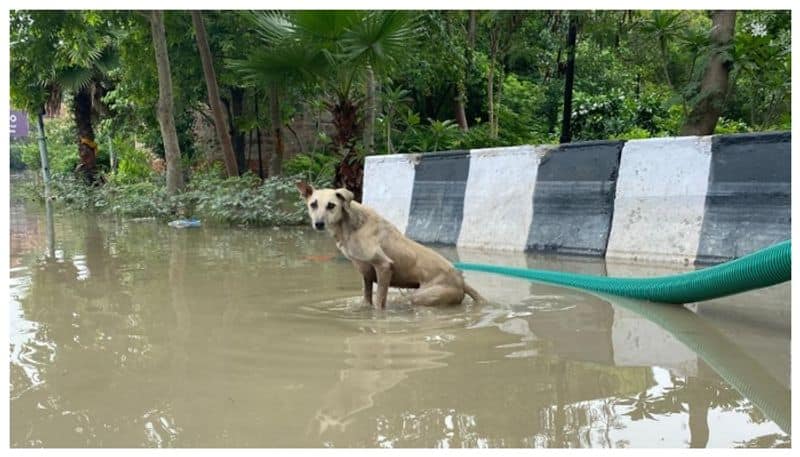 Monsoon preparations for pets animals in Kerala 