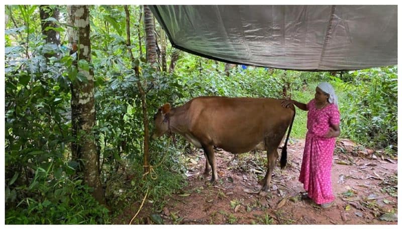 Monsoon preparations for pets animals in Kerala 