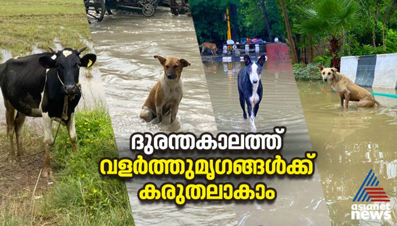 Monsoon preparations for pets animals in Kerala 