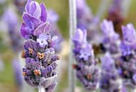 Tulsi to Lavender 6 Plants That Help Repel Insects During Monsoon iwh