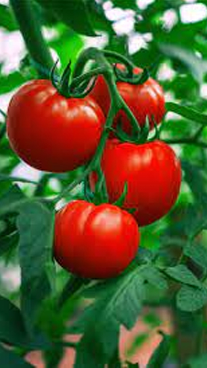 Transport problem Sudden drop in tomato prices snr