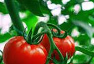 How to Grow Fresh Tomatoes at Home iwh