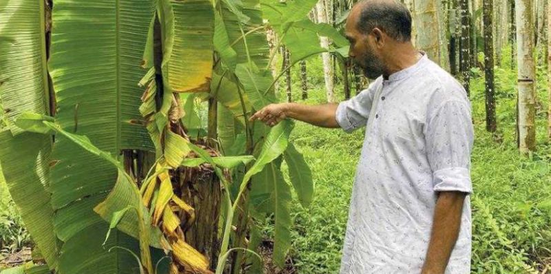 with wild animals thief steals crops in Malappuram farmer complaints police yet to find any clue  