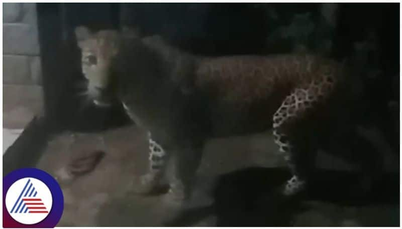 Hassan Javagal village leopard came to house door then woman drove animal sat