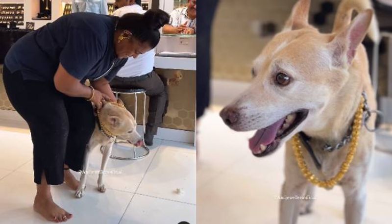 owner gifted dog 2.5 lakhs gold chain 