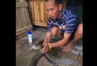  Viral Video: Man Goes Viral for Washing King Cobra with Shampoo [WATCH] NTI