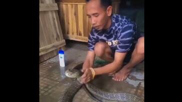  Viral Video: Man Goes Viral for Washing King Cobra with Shampoo [WATCH] NTI