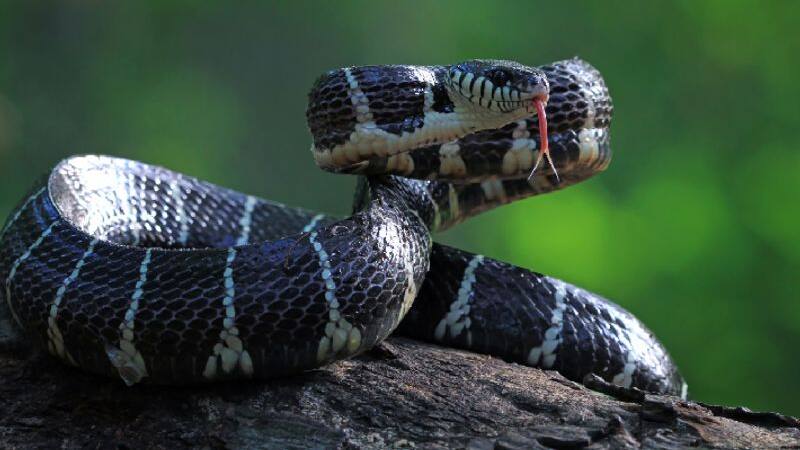 Snake venom and poison immunity