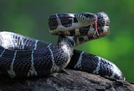 Snake venom and poison immunity xbw