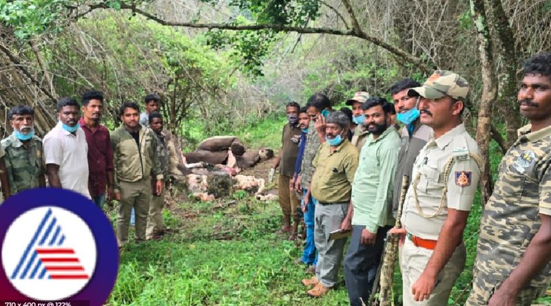 Female elephant found dead in BTRF chamarajanagar district rav