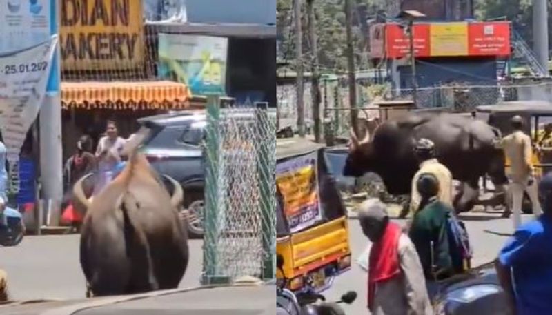 Video of Gaur wild buffalo walking through people in Wayanad 