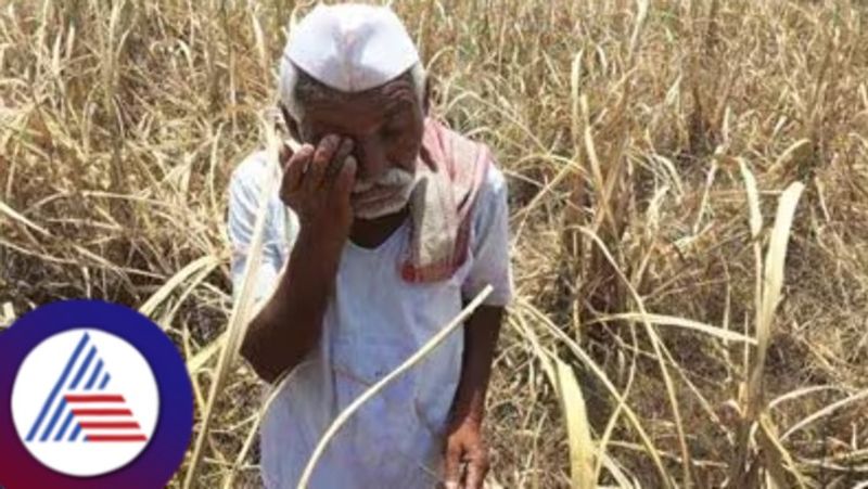 karnataka farmers latest news  101 farmers commist suicides in two years at dharwad district rav