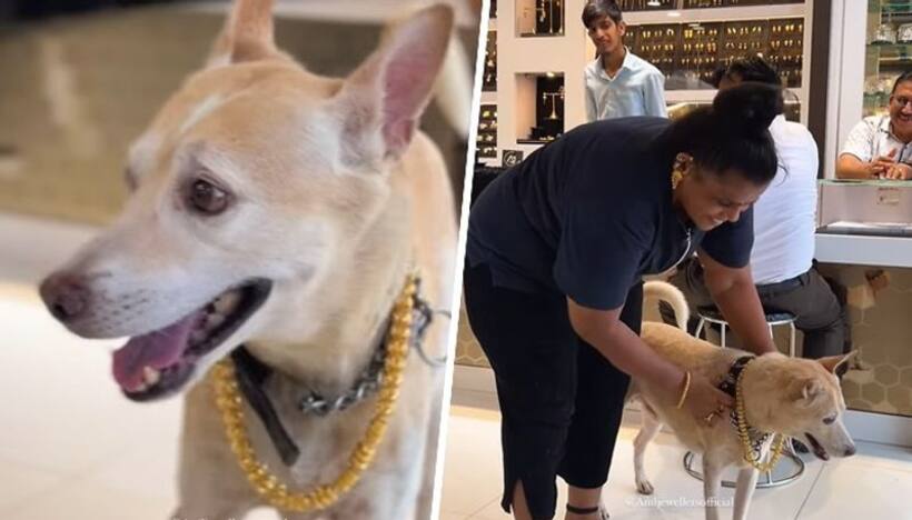 Mumbai: Woman spends Rs 2.5 lakh on gold chain for dog, netizens react; video goes viral (WATCH)