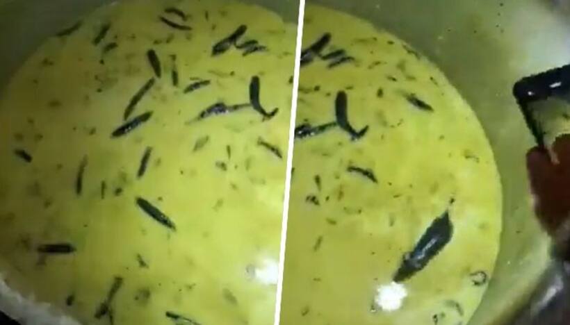 Hyderabad SHOCKER! Students find rat swimming in chutney served at university mess, netizens react (WATCH)